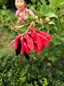 龍牙花