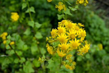 黃菊花