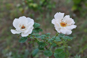 月季花園