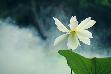白色荷花煙霧