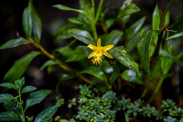 長(zhǎng)蘇石斛開花