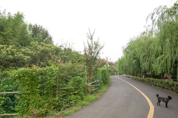 環(huán)島小路
