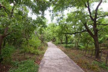 棗樹棗園