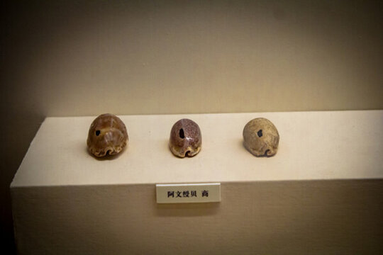 古代貝幣