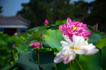 荷花