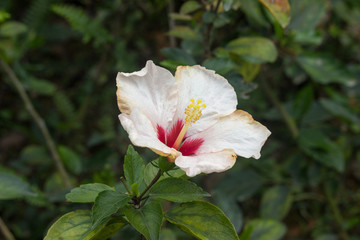 淺色朱瑾花