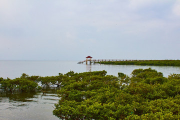 紅樹林