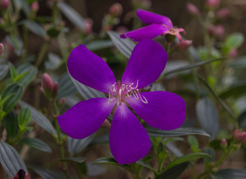 紫花野牡丹