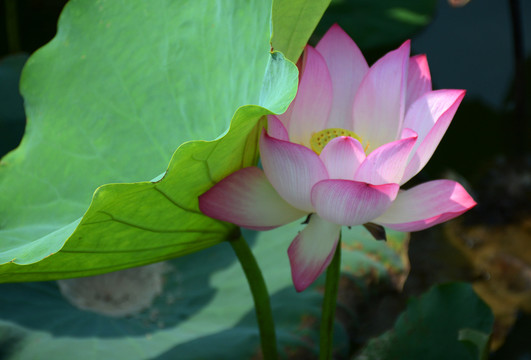 荷花