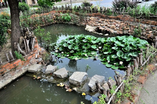 農(nóng)家池塘