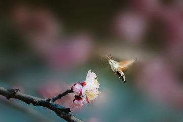 蝶戀花