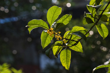 桂花枝葉
