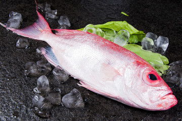 大眼雞大眼魚