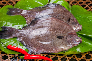 滴丟魚