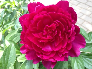 牡丹花