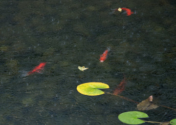 觀賞魚