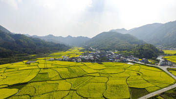 油菜花海
