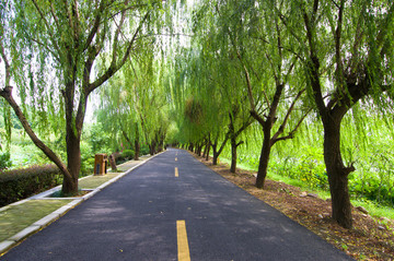 林蔭道