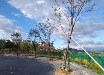 綠化樹木