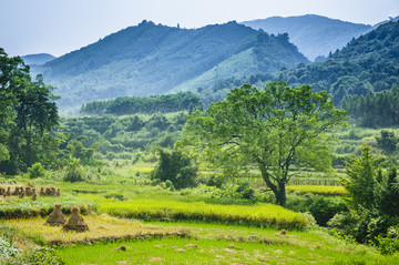 山野風光