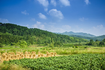 山野風(fēng)光