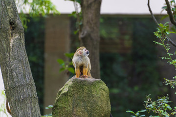 松鼠猴