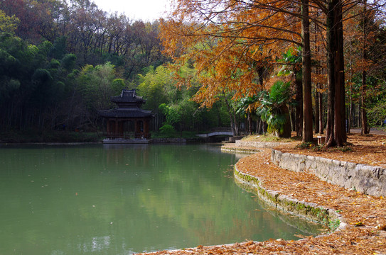 水杉樹林