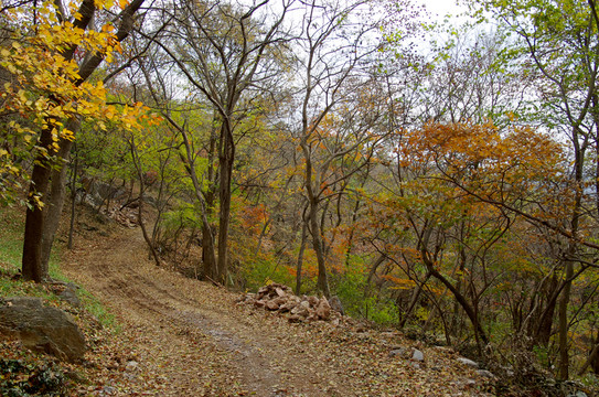 山路彎彎