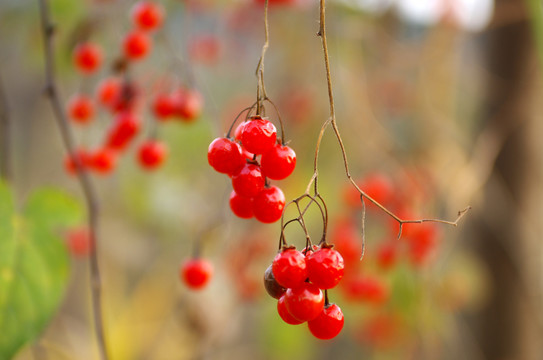 火紅野果