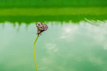 碧水蓮蓬