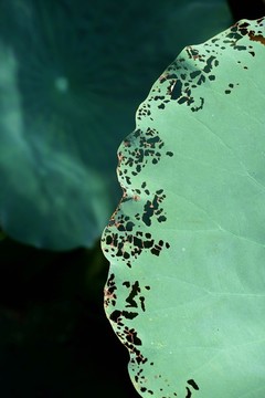 殘荷