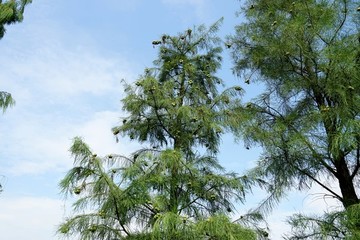 杉樹