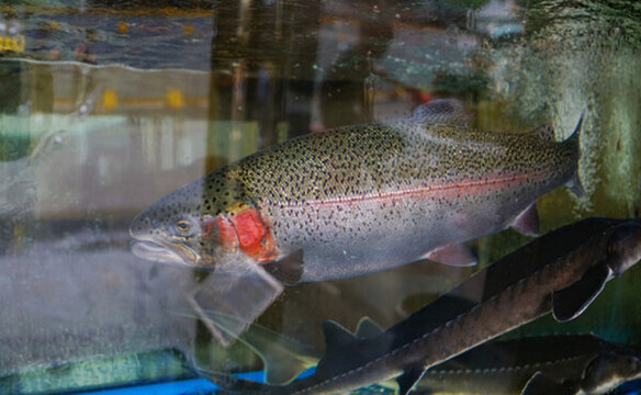 東江魚