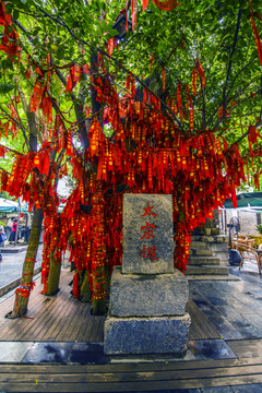 袁家村太宗槐樹