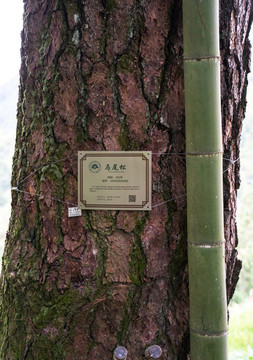 百年馬尾松
