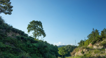 山區(qū)樹木