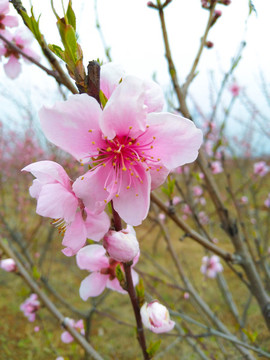 桃花