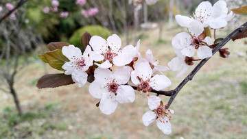 紫葉李開花