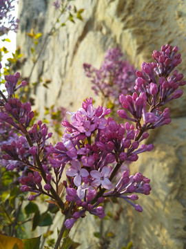 丁香花