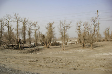 沙漠公路旁胡楊