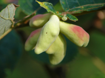 中藥材五倍子植物形態(tài)