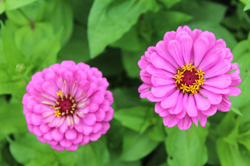 小紅花