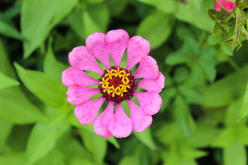 小紅花