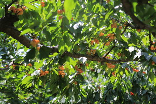 櫻桃樹(shù)