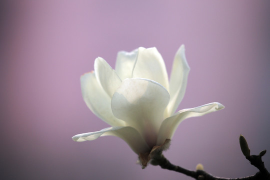一朵白玉蘭