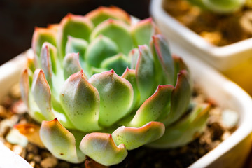 多肉植物