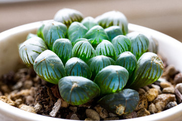多肉植物