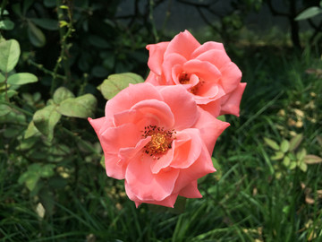 薔薇月季花