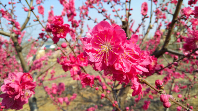 桃花