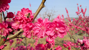 紅桃花